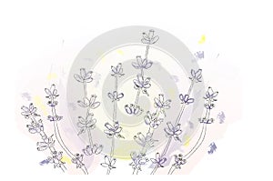 Lavender flowers vector watercolor. Delicate floral bouquet for ceremony, wedding cards