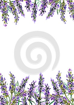 Lavender flowers. Watercolor border