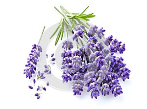 Lavender flowers on white