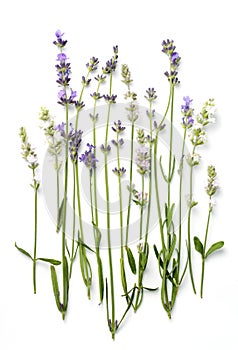 Lavender flowers on a white