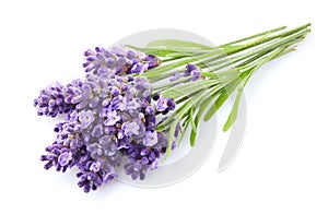 Lavender flowers on white background