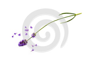 Lavender flowers on white background