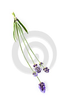 Lavender flowers on white background