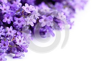 Lavender Flowers