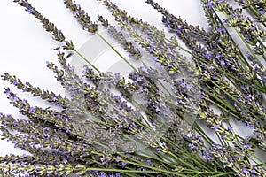 Lavender flowers on white background flat lay top view. Bouquet of lavender minimal concept. Beautiful purple flowers, fragrant