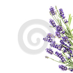 Lavender flowers white background Floral border