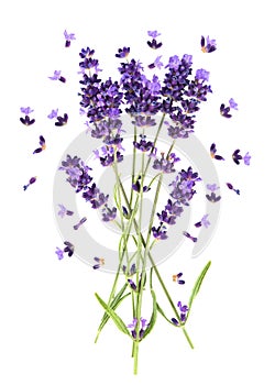 Lavender flowers on white. Fresh provencal plant