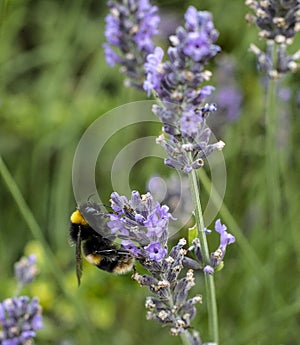 Lavender Flowers with white tailed Bumblebee feeding