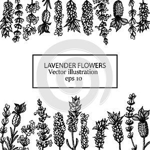 The lavender flowers of wild and cultivars. Vintage floral frame.
