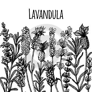 The lavender flowers of wild and cultivars. Vintage floral set. Ink hand drawn sketch. photo