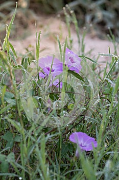 Lavender flowers wind through the dew covered grass photo