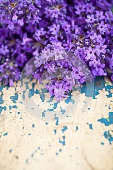 Lavanda fiori 