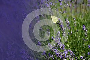 Lavender flowers with yellow butterfly in a soft focus, pastel colors and blur background. Violet lavande field in Provence with