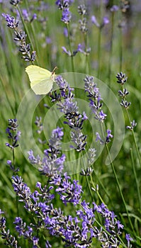 Lavender flowers with yellow butterfly in a soft focus, Vertical pastel colors and blur background. Violet lavande field