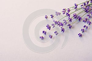 Lavender flowers for your post card. Beautiful spring lavender flower background. Lavender color. Bunch of lavender
