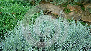 Lavender fragrant herb is edible woody perennial plant in traditional English cottage backyard planting sensory garden