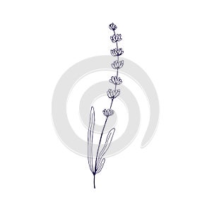 Lavender, French flower sketch. Lavanda stem, floral plant, outlined contoured drawing. Blooming herb, lavendar