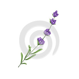 Lavender, French Provence flower. Lavanda stem, floral plant, herb. Spring blooming lavendar. Gentle lavanda. Blossomed