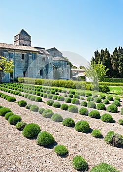 Lavender garden