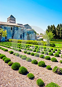 Lavender garden in Monastery Saint-Paul de Mausole, Saint-Remy-de-Provence, France