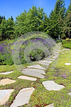 Lavender garden path