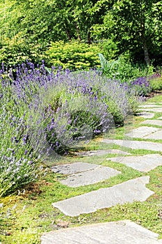 Lavender garden path