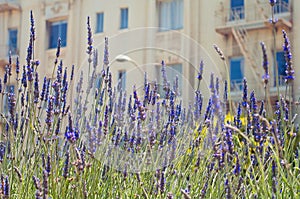 Lavender Garden With San Francisco Architecture in Background