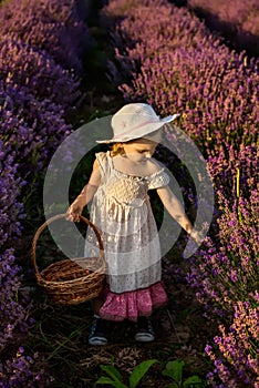 Lavender girl