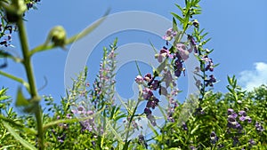 Lavender greets the blue sky