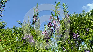 Lavender greets the blue sky II