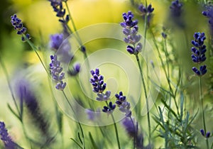 In the Lavender Grove