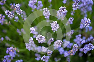 Lavender growing bush with flowers close up in summer field at s