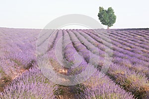 Lavender growing in a field with a heart-shaped tree.