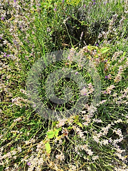 lavender growing in a flower bed. Summer Flowering Common or English Lavender Shrub