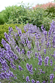 Lavender growing in landscaped garden