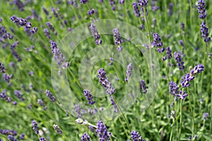 Lavender growing in a spice garden