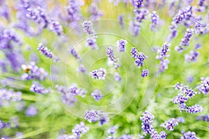 Lavender flower field in fresh summer nature colors on blurred background. Wonderful summer nature closeup