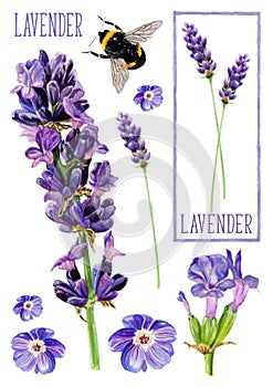 Lavender, handpainted in watercolors. The set consists of lavender flowers, details, a lavender label and a bee