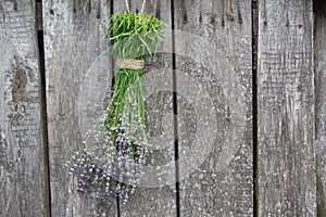 Lavender hanging on the old wooden wall