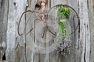 Lavender hanging on the old wooden wall