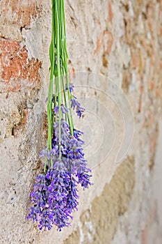 Lavender hanging on a stone wall