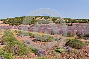 Lavender harvest and bunched lavender plants