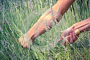 Lavender Harvest on a field