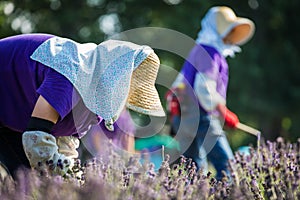 Lavender Harvest in Hokkaido