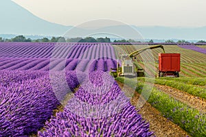 Lavender harvesting, Provence