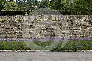 Lavender hedge against an old stone wall  at Bourton House and gardens, Moreton-in-Marsh