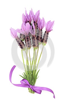 Lavender Herb Flower Posy