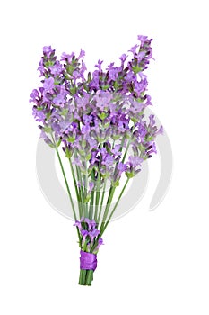 Lavender Herb Flower Posy