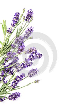 Lavender herb flower white background Floral border