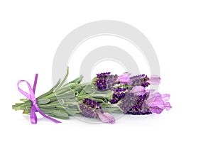 Lavender Herb Flowers